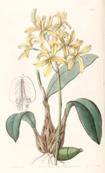 Sophronitis crispata (syn. Laelia flava)